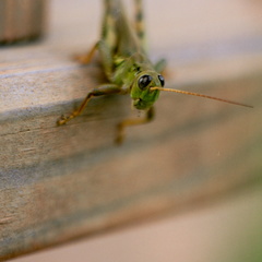 Grasshopper